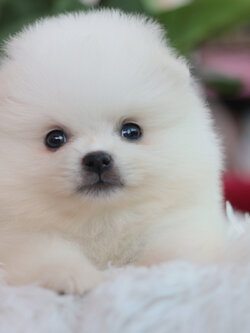 ปอมเมอเรเนียน เพศเมีย สีขาว