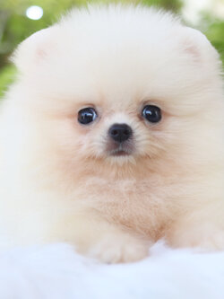 ปอมเมอเรเนียน เพศเมียสีขาวครีมเกรดโชว์