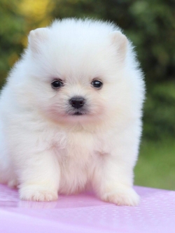 ปอมเมอเรเนียน เพศผู้