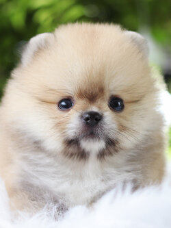 ปอมเมอเรเนียน เพศผู้สีส้ม เกรดโชว์