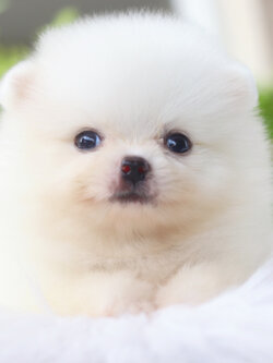 ปอมเมอเรเนียน เพศผู้สีขาวครีม