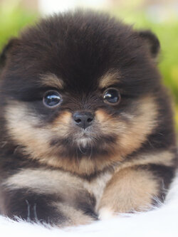 ปอมเมอเรเนียน เพศเมียสีแบล็คแทน