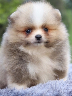 ปอมเมอเรเนียน เพศเมีย