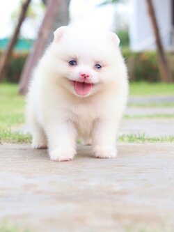 ปอมเมอเรเนียน เพศผู้ สีขาวครีม