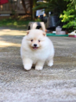 ปอมเมอเรเนียน เพศผู้หน้าฟ็อก ไซส์ปกติ