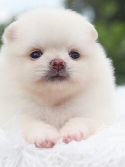 ปอมเมอเรเนียน เพศเมียขาวครีม ไซส์เล็ก