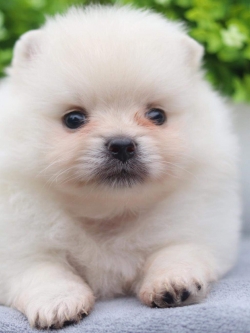 ปอมเมอเรเนียน เพศผู้