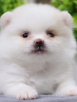 ปอมเมอเรเนียน เพศผู้