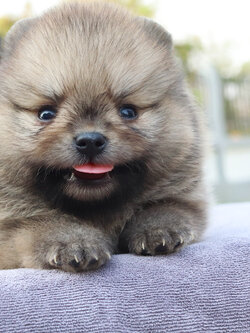 ปอมเมอเรเนียน เพศผู้ สีส้ม น่ารัก