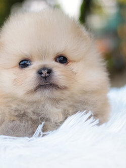 ปอมเมอเรเนียน เพศผู้ สีส้ม