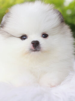 ปอมเมอเรเนียน เพศเมียสีแฟนซี