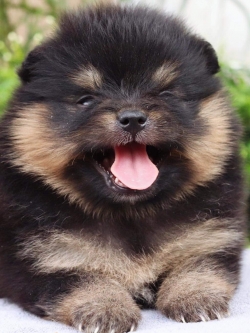 ปอมเมอเรเนียน เพศเมีย