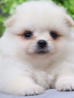 ปอมเมอเรเนียน เพศผู้