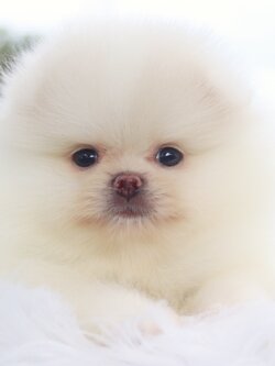 ปอมเมอเรเนียน เพศผู้สีขาวครีม เกรดโชว์