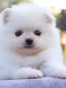 ปอมเมอเรเนียน เพศเมีย