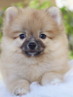 ปอมเมอเรเนียน เพศเมียสีส้ม