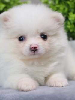 ปอมเมอเรเนียน เพศเมีย