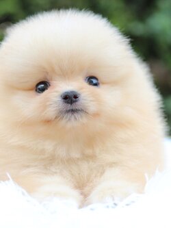 ปอมเมอเรเนียน เพศผู้ สีครีม