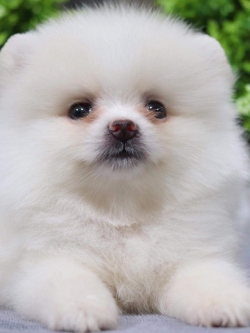 ปอมเมอเรเนียน เพศเมีย