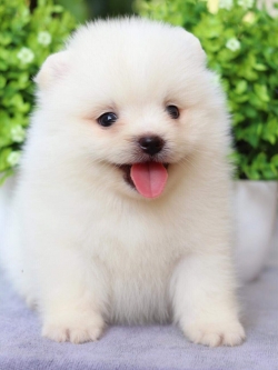 ปอมเมอเรเนียน เพศผู้