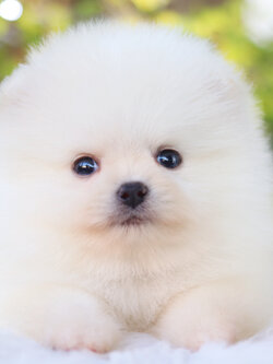 ปอมเมอเรเนียน เพศผู้ สีขาวครีมเกรดโชว์