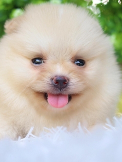 ปอมเมอเรเนียน เพศเมีย