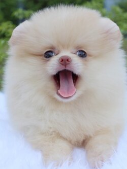 ปอมเมอเรเนียน เพศเมียครีม