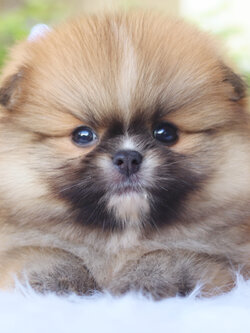 ปอมเมอเรเนียน เพศผู้สีส้ม เกรดโชว์