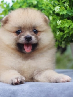 ปอมเมอเรเนียน เพศเมีย