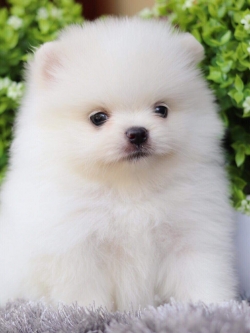 ปอมเมอเรเนียน เพศผู้