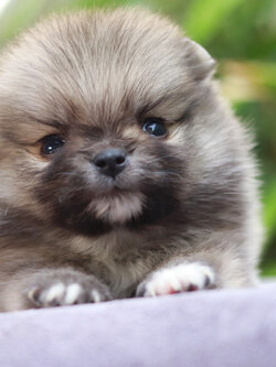 ปอมเมอเรเนียน เพศผู้