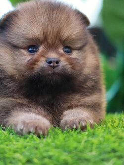 ปอมเมอเรเนียน เพศผู้สีส้ม