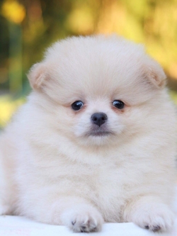 ปอมเมอเรเนียน เพศเมีย