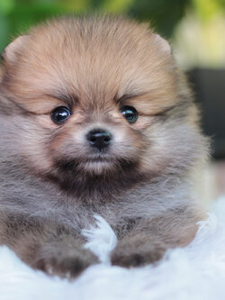 ปอมเมอเรเนียน เพศเมียสีส้ม