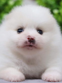 ปอมเมอเรเนียน เพศเมีย