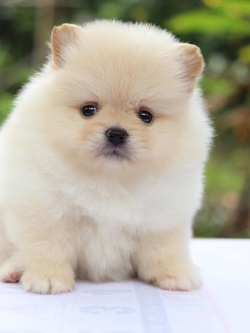 ปอมเมอเรเนียน เพศเมีย