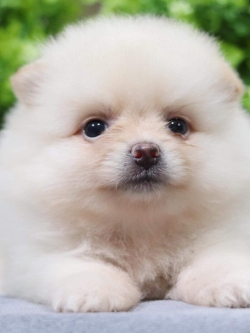 ปอมเมอเรเนียน เพศเมีย