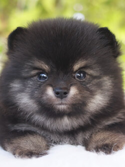 ปอมเมอเรเนียน เพศผู้ สีแบล็คแทน