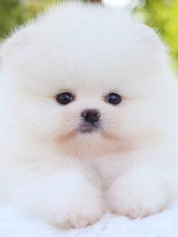 ปอมเมอเรเนียน เพศผู้ สีขาว เกรดโชว์ สายเลือดเกาหลี