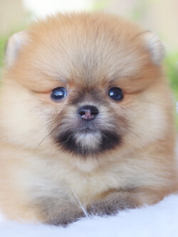 ปอมเมอเรเนียน เพศผู้ สีส้ม