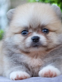 ปอมเมอเรเนียน เพศเมีย