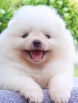 ปอมเมอเรเนียน เพศเมีย