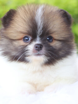 ปอมเมอเรเนียน เพศผู้แฟนซี