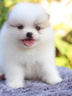 ปอมเมอเรเนียนอ เพศผู้