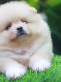 ปอมเมอเรเนียน เพศเมียสีครีม ขาแน่นๆ