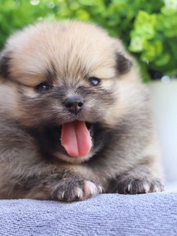 ปอมเมอเรเนียน เพศผู้