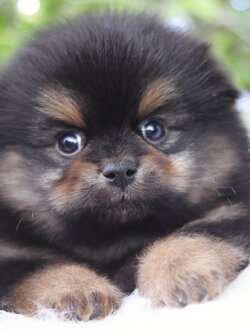 ปอมเมอเรเนียน เพศผู้แบล็คแทน