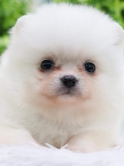 ปอมเมอเรเนียน เพศเมีย