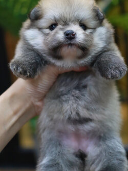 ปอมเมอเรเนียน เพศเมีย ไซส์เล็ก