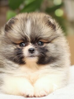 ปอมเมอเรเนียน เพศเมียสีแฟนซี